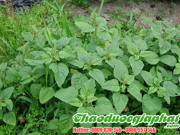 rau-den-gai-tai-quan-2