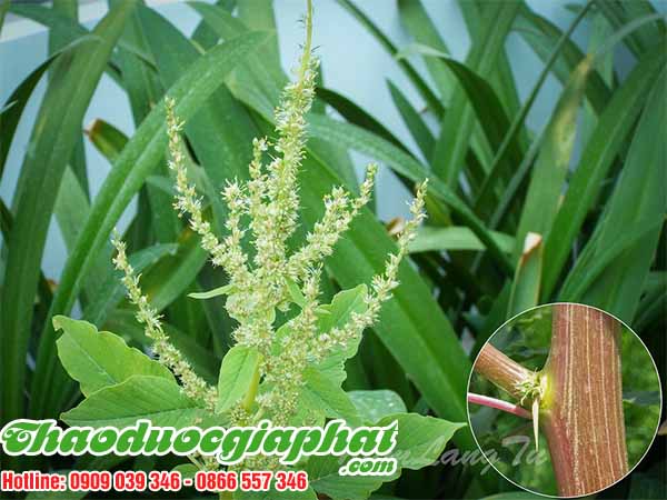 rau-den-gai-tai-quan-4