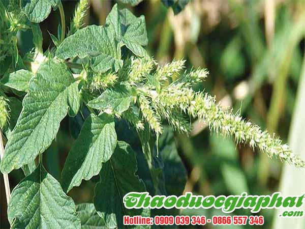 rau-den-gai-tai-quan-5