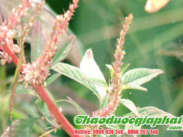 rau-den-gai-tai-quan-9