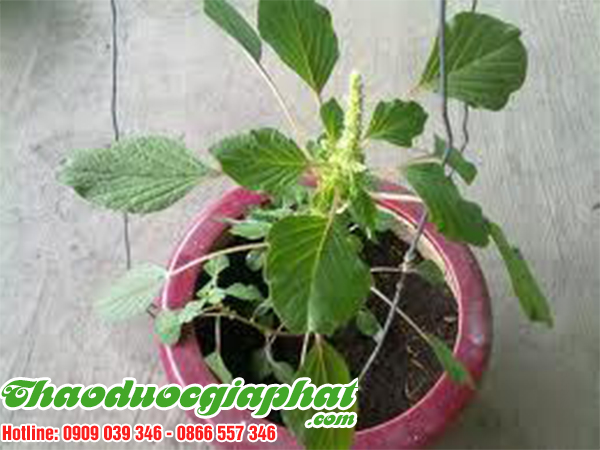 rau-den-gai-tai-quan-binh-thanh