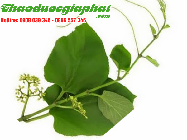 rau-den-gai-tai-quan-go-vap