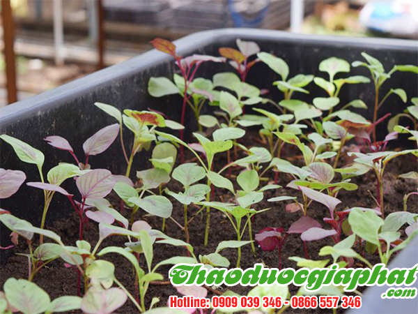 rau-den-gai-tai-quan-phu-nhuan