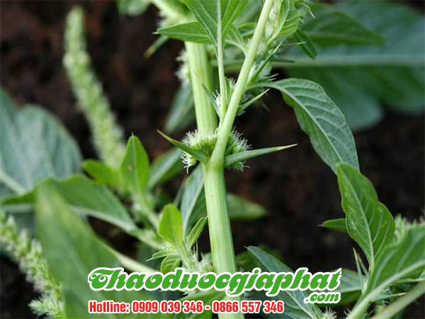 rau-den-gai-tai-quan-tan-binh