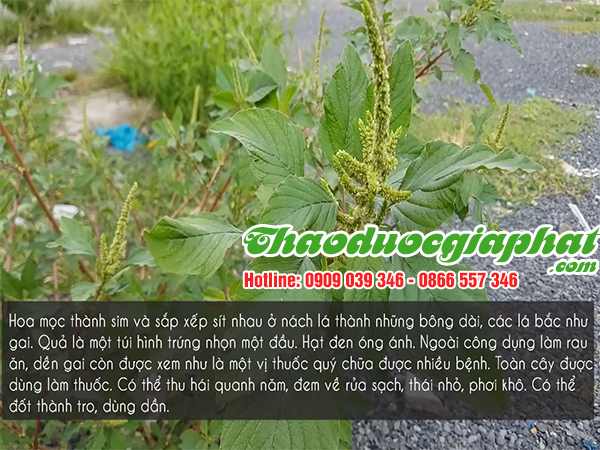 rau-den-gai-tai-quan-tan-phu