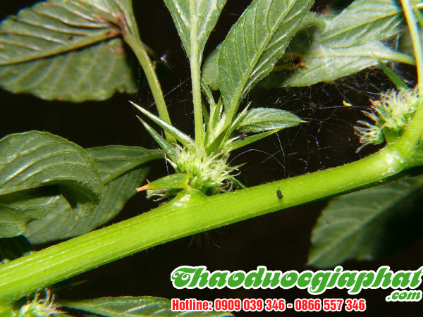 rau-den-gai-tai-quan-thu-duc