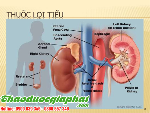 rau-den-gai-tri-loi-tieu-tai-huyen-nha-be