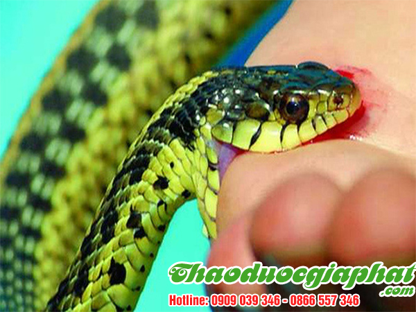 rau-den-gai-tri-ran-can-tai-huyen-can-gio