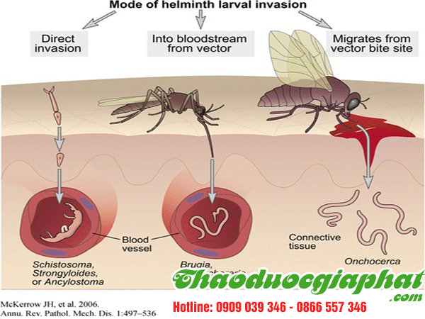 rau-den-gai-tri-sot-ret-tai-huyen-cu-chi