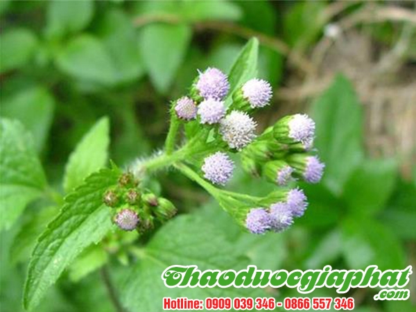 Cây Cỏ Hôi Trị Viêm Xoang