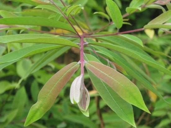 Cây Đỏ Ngọn( Thành Ngạnh)