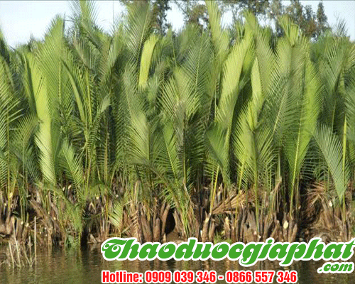 Cây Dừa Nước