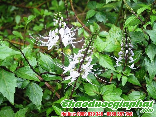 Cây Râu Mèo Cây Râu Mèo