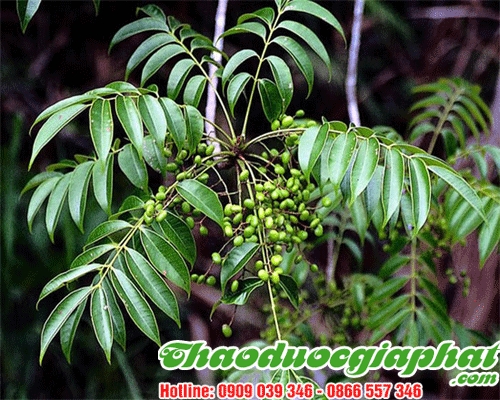 Cây Sơn Trị Mụn