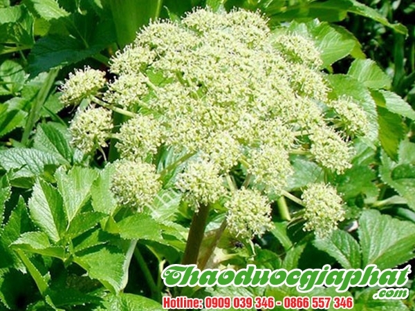 Mua Bán Bạch Chỉ Tại Quận 5 Giúp Điều Trị Phong Thấp Rất Tốt ???