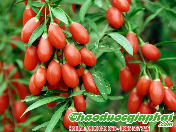 Mua Bán Câu Kỷ Tử Tại Huyện Nhà Bè Giúp Trị Viêm Dạ Dày Mạn Tính Tốt Nhất ???