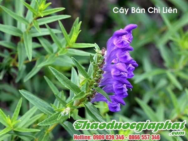 Mua Bán Cây Bán Chi Liên Tại Quận Bình Thạnh Giúp Trị Viêm Bàng Quang Hiệu Quả Nhất ???