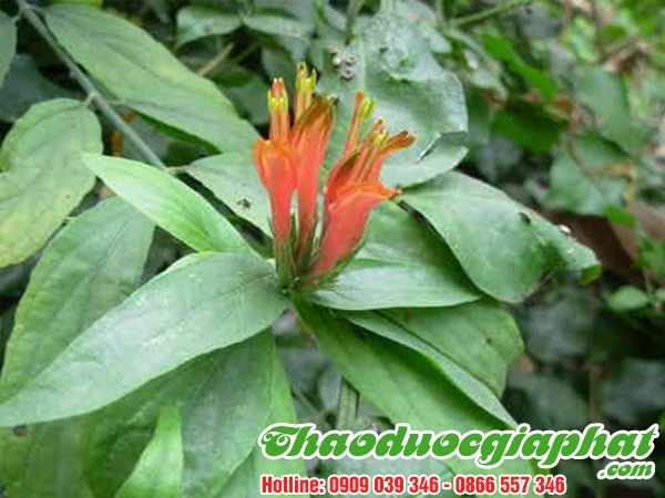 Mua Bán Cây Bìm Bịp Tại Huyện Bình Chánh Giúp Điều Trị Hen Suyễn Cực Tốt .