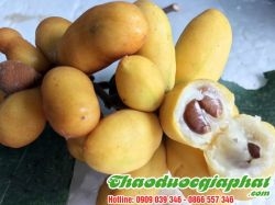 Mua Bán Cây Dủ Dẻ Giúp Điều Trị Đau Dạ Dày Hiệu Quả Nhất Tại Quận Bình Thạnh ??