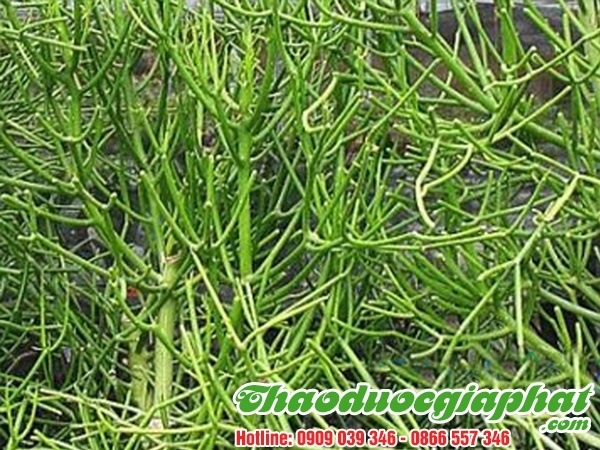 Mua Bán Cây Giao ( Xương Cá ) Tại 8 Giúp Trị Đau Buốt Khớp Xương Rất Tốt ???