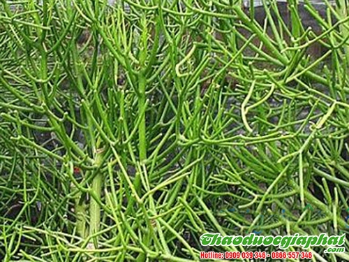 Mua Bán Cây Giao (Xương Cá) Giúp Điều Trị Hen Suyễn Tốt Nhất Tại Huyện Nhà Bè ??