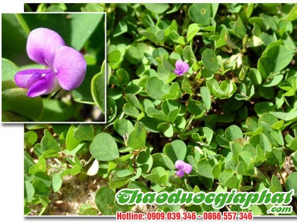 Mua Bán Cây Hàn The Điều Trị Nấm Da Đầu Tại Bình Tân Tốt Nhất ???