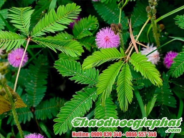 Mua Bán Cây Mắc Cỡ(Xấu Hổ) Bài Thuốc Điều Trị Viêm Xoang Tại Quận 9 Hiệu Quả Nhanh Nhất ???