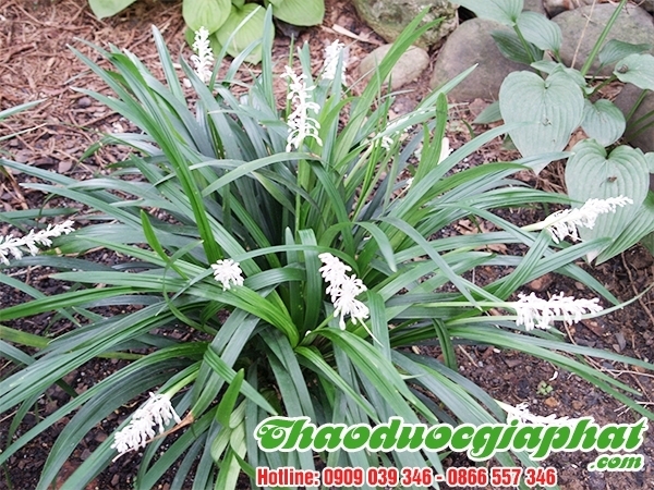 Mua Bán Cây Mạch Môn Tại Quận 10 Điều Trị Huyết Áp Thấp Rất Hiệu Quả ???