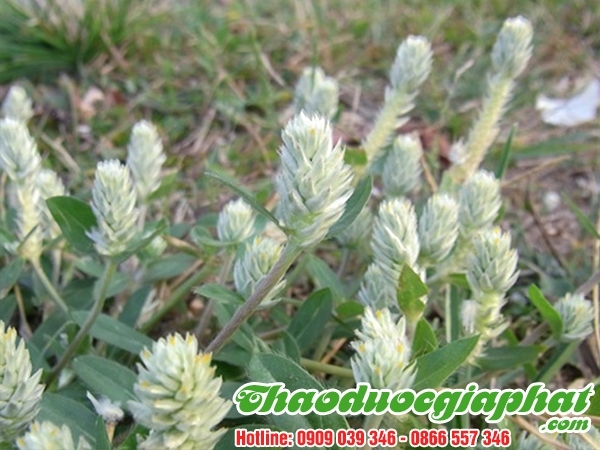 Mua Bán Cây Nở Ngày Đất Giúp Giảm Stress Hiệu Quả Nhất Tại Quận Bình Tân ???