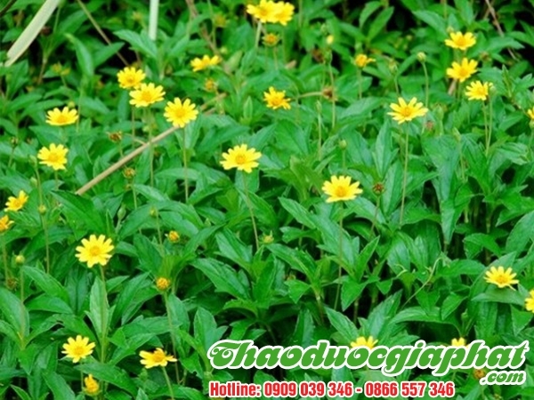 Mua Bán Cây Sài Đất Giúp Điều Trị Rôm Sảy Hiệu Quả Nhất Tại Quận 6 ???