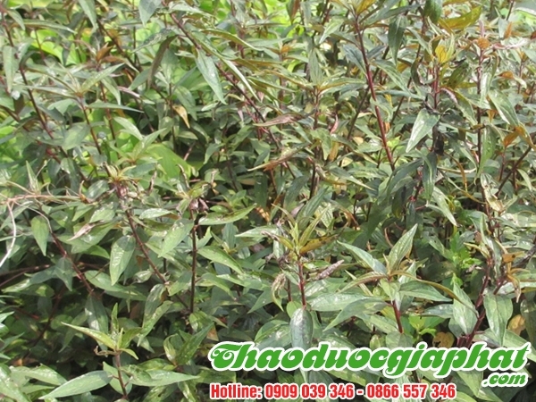 Mua Bán Cây Thuốc Dòi Tại Quận Thủ Đức Có Tác Dụng Điều Trị Ho Hiệu Quả Nhất ???
