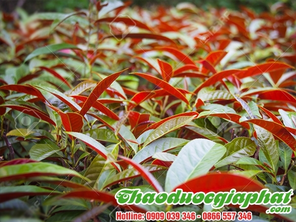 Mua Bán Lá Đơn Đỏ Chữa Trị Tiêu Chảy Tốt Nhất Tại Quận 2 ???