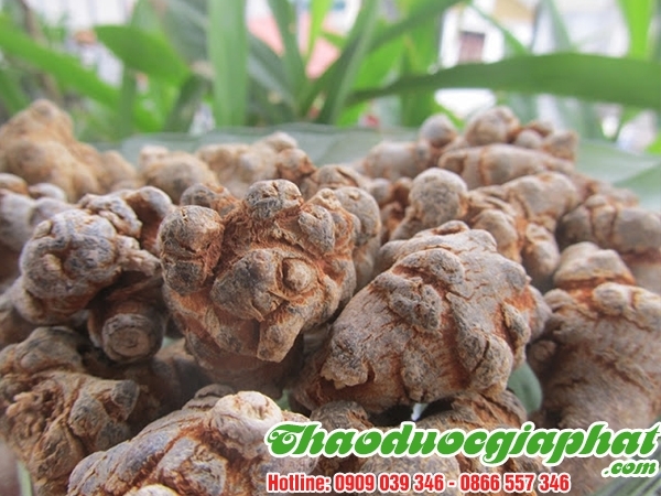 Mua Bán Củ Tam Thất Bắc Tại Quận 7 Giúp Kích Thích Hệ Miễn Dich Rất Hiệu Quả ???
