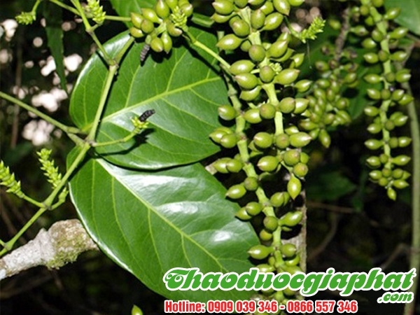 Mua Bán Dây Gắm Chữa Trị Đau Nhức Gân Xương Uy Tín Chất Lượng Nhất Tại Quận Bình Thạnh ???