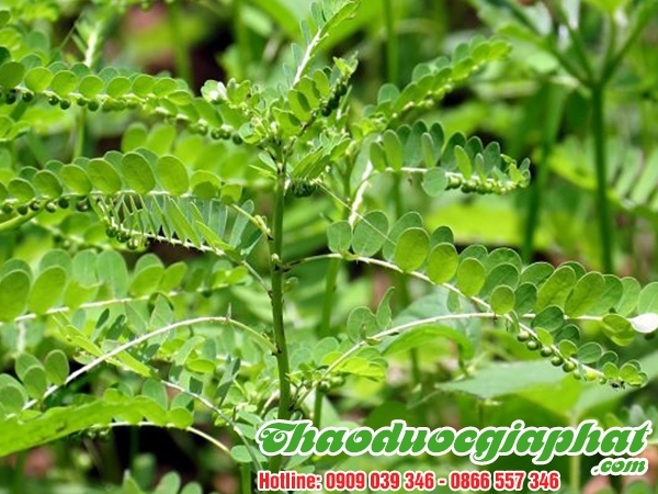 Mua Bán Diệp Hạ Châu Tại Quận Tân Bình Giúp Giải Độc Do Môi Trường Tốt Nhất ???
