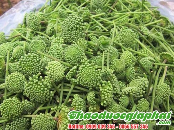 Mua Bán Hoa Tam Thất Giúp Tăng Cường Chức Năng Gan Rất Tốt Tại Quận 10 ???