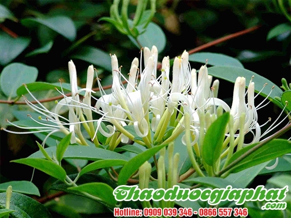 Mua Bán Kim Ngân Hoa Giúp Lợi Tiểu Giải Độc Uy Tín  Hiệu Quả Nhất Tại Quận 2 ???