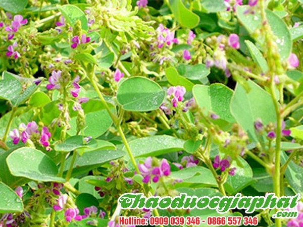 Mua Bán Kim Tiền Thảo Giúp Điều Trị Hen Phế Quản Tại Quận 4 An Toàn Và Hiệu Quả ???