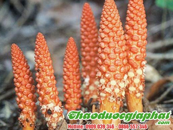 Mua Bán Nhục Thung Dung Giúp Nhuận Tràng Thông Tiện Rất Tốt Tại Quận 2 ???