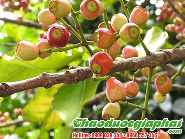 Mua Bán Lá Vối Tại Quận 1 Giúp Điều Trị Bệnh Gout Rất Hiệu Quả ???