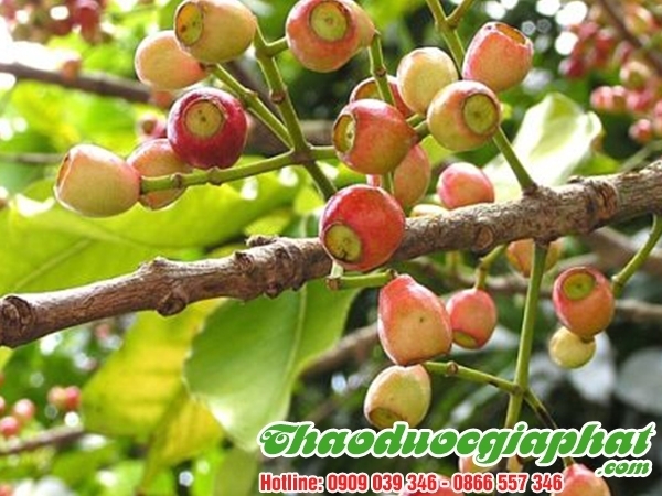 Mua Bán Lá Vối Tại Quận Bình Thạnh Giúp Chống Ôxy Hóa Tế Bào Tốt Nhất ??