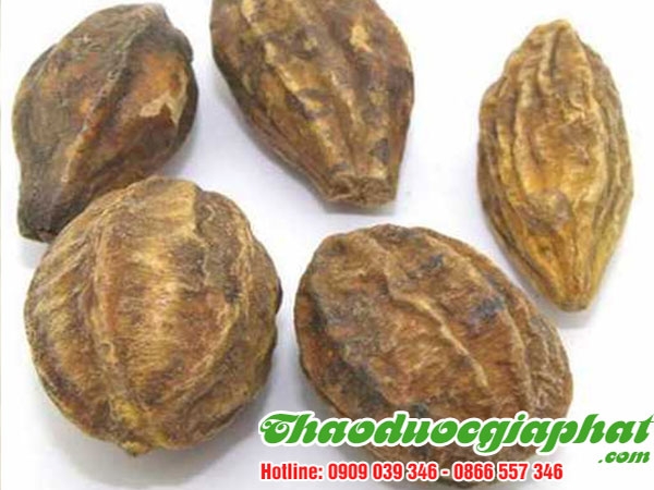 Mua Bán Quả Kha Tử Trị Lở Miệng,Nhiệt Trong Người Tại Quận Tân Phú Hiệu Quả Cao ???