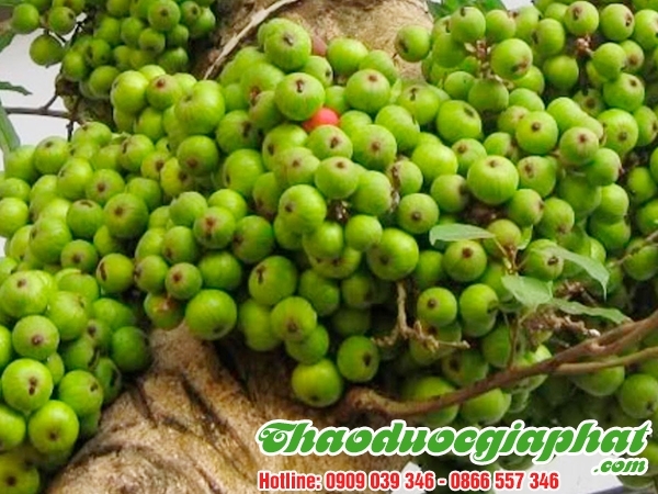 Mua Bán Quả Sung Giúp Chữa Trị Thủy Đậu Rất Tốt Tại Quận Bình Thạnh ???