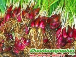 Mua Bán Sâm Đại Hành Giúp Điều Trị Viêm Phổi Tốt Nhất Tại Quận 8 ??