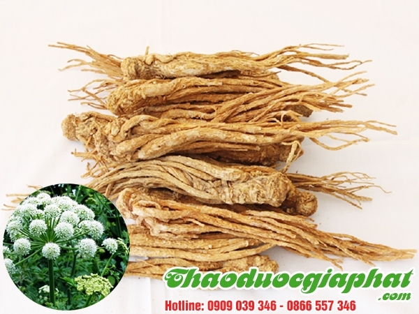 Mua Bán Sâm Đương Quy Giúp Trị Tai Điếc Rất Hiệu Quả Tại Quận 6 ???