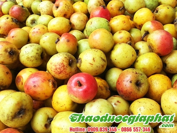 Mua Bán Táo Mèo Giúp Điều Trị Gan Nhiễm Mỡ Tốt Nhất Tại Quận Tân Phú ???