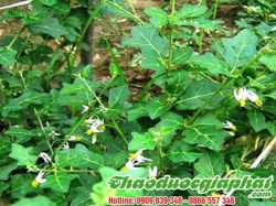 Mua Bán Cà Gai Leo Điều Trị Bệnh Thấp Khớp Tại Huyện Cần Giờ Hiệu Quả Mạnh Mẽ ???