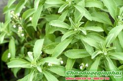 Mua Bán Cây Cỏ Ngọt Giúp Hỗ Trợ Điều Trị Bệnh Tiểu Đường Tốt Nhất Tại Quận 6 ???