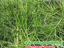 Mua Bán Cây Giao ( Xương Cá ) Tại Quận 12 Giúp Điều Trị Ung Thư Tốt Nhất ???