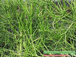Mua Bán Cây Giao (Xương Cá) Giúp Giảm Đau Thần Kinh Rất Hiệu Quả Tại Quận Tân Bình ??